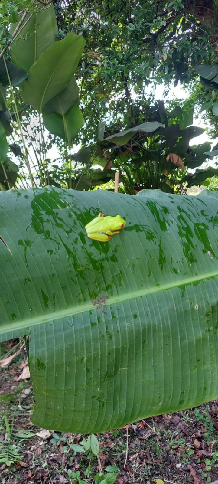 Natura Bungalows La Fortuna Esterno foto